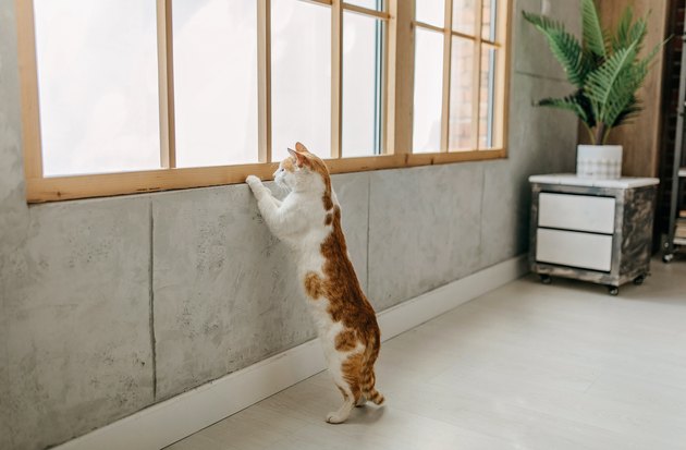 Domestic cat standing and looking through window