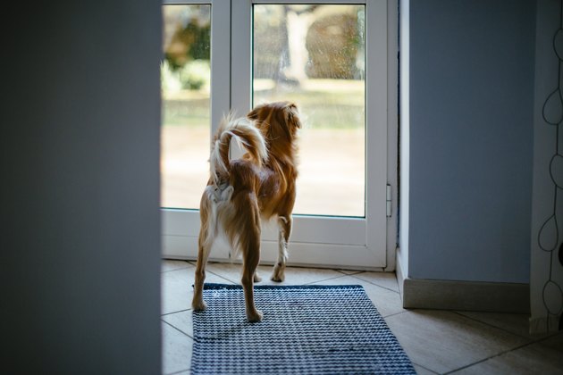 Small dog looking through glass door