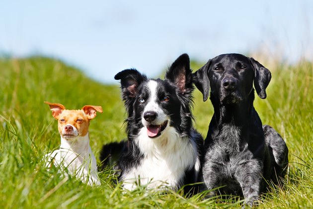 two big dogs and one little dog in a field
