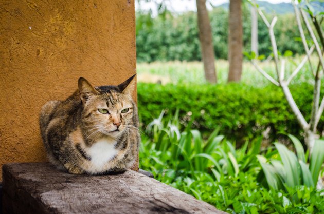 Close-up of cat