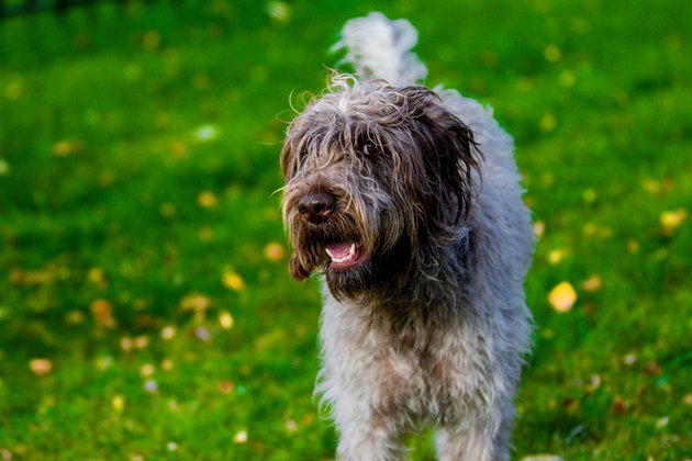 Wirehaired Pointing Griffon Dog Breed Facts & Information | Cuteness