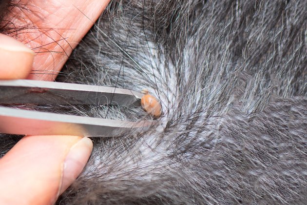 Removing a tick from a dog with fur