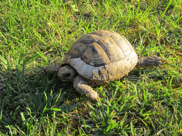 How to Plant a Tortoise Garden | Cuteness