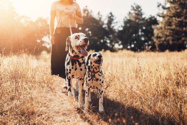 Young woman walking Dalmatians in a field