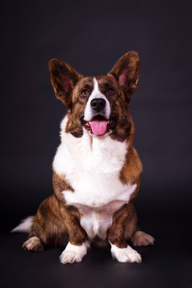 Welsh Corgi Cardigan