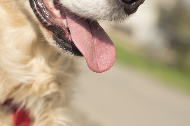 Golden retrievers mouth