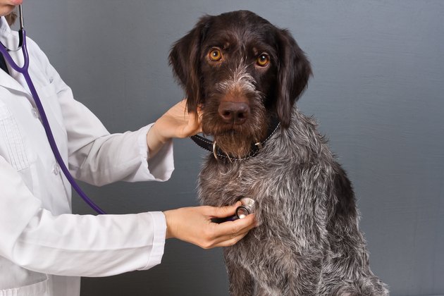 the dog on the examination in the veterinary clinic