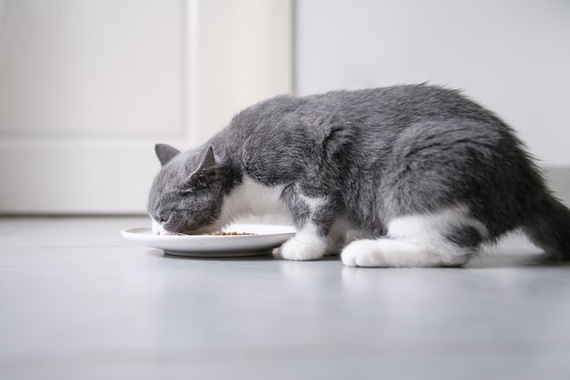 British short-hair cat is eating