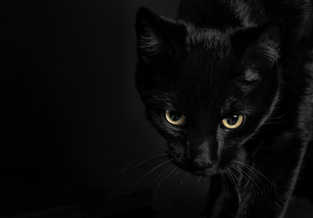 Beautiful black cat with intense look amd shiny yellow eyes on black background