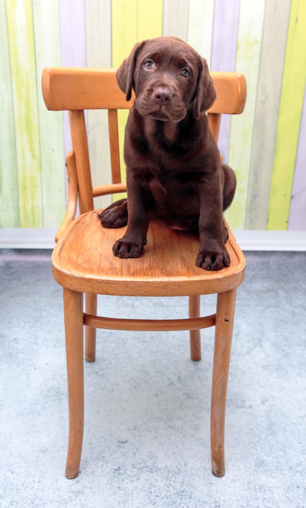 Chocolate Labrador puppy sitting on a chair facing the camera.