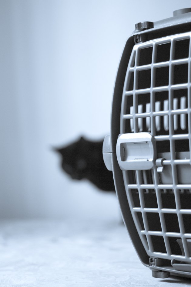 Large pet carrier with black defocused cat