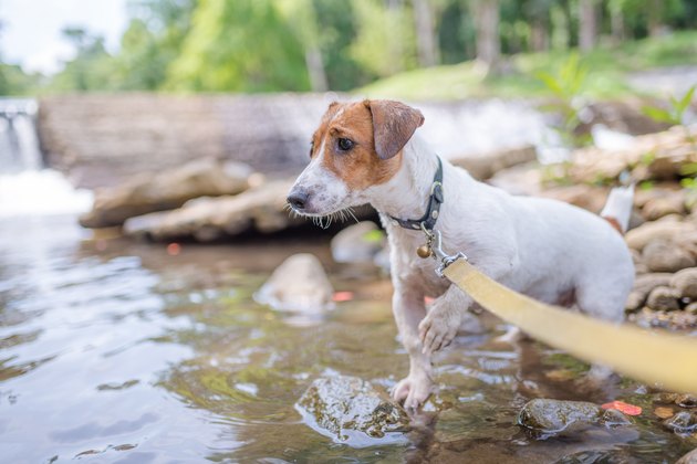 Little playful Jack Russell Terrier dog playing in waterfall