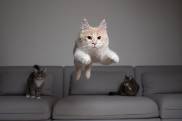 jumping cat