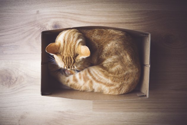 Shoe box cat