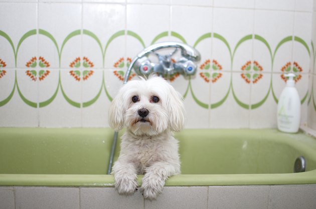 Dog in the bathtub