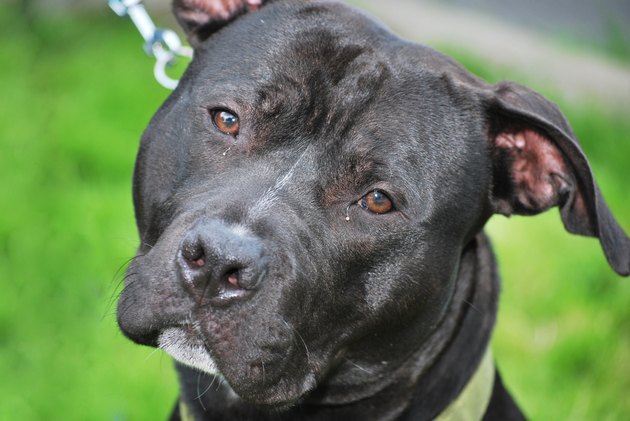 Black pit bull