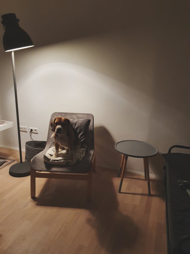 Dog sitting in chair underneath floor lamp.