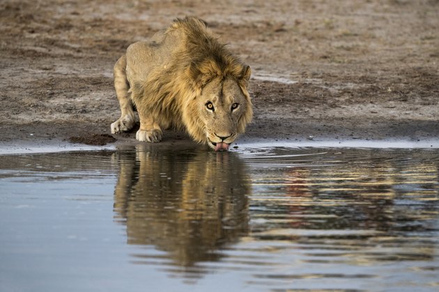 Lion (Panthera leo) at a waterpoint in Botswana, Africa,