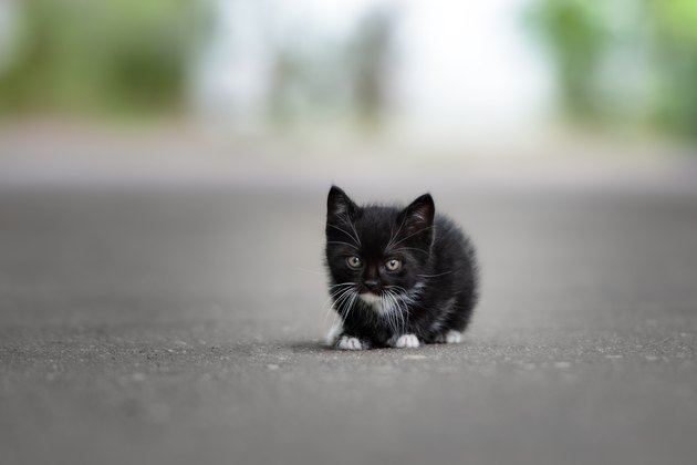 black kitten posing on the road