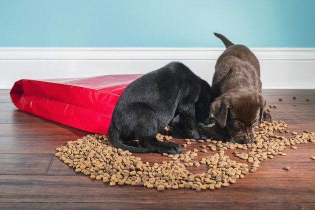 A Black and Chocolate Labrador puppies raiding a spilled bag of dog food - 5 weeks old