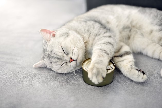 gray shorthair cat sleeping with a food can