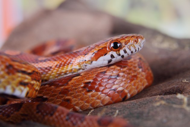 how-to-determine-a-corn-snake-s-age-by-length-cuteness