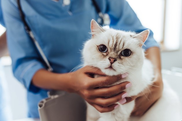 Doctor veterinarian at clinic