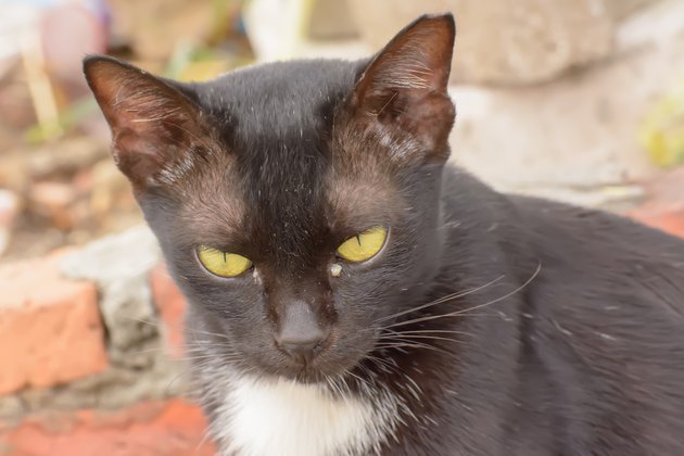 Eye boogers in cats