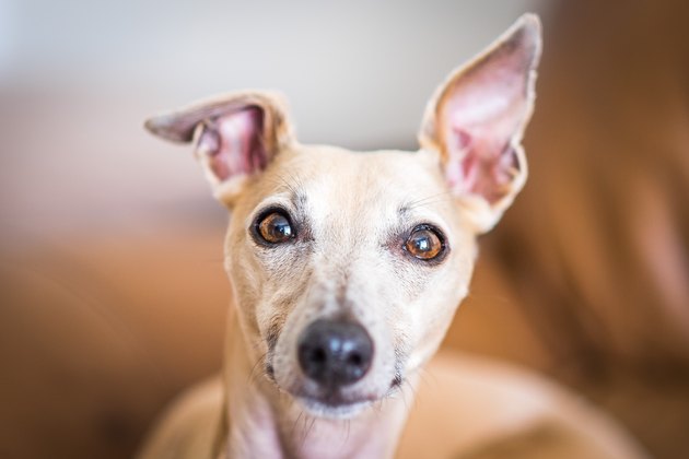 Whippet Dog