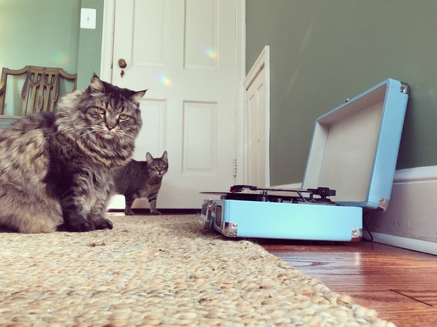 Two Curious Cats and Record Player