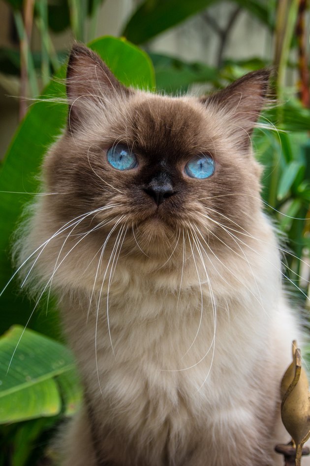 Portrait of a Himalayan cat, Indonesia