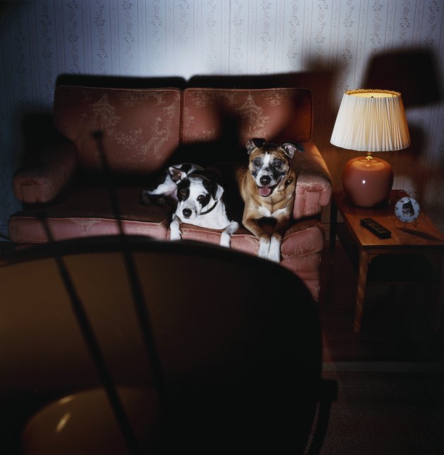 Two Dogs on Sofa Watch TV