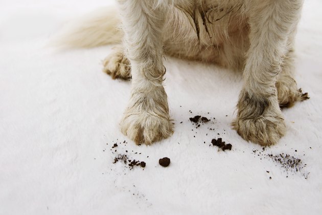 CLOSE-UP DIRTY AND MUDDY DOG CARPET AT HOME.