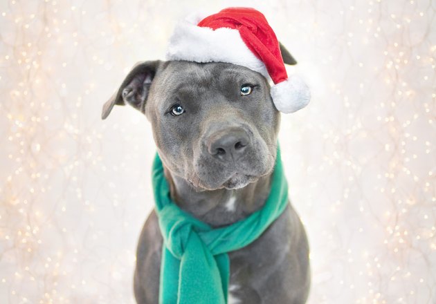 Festive Pit Bull