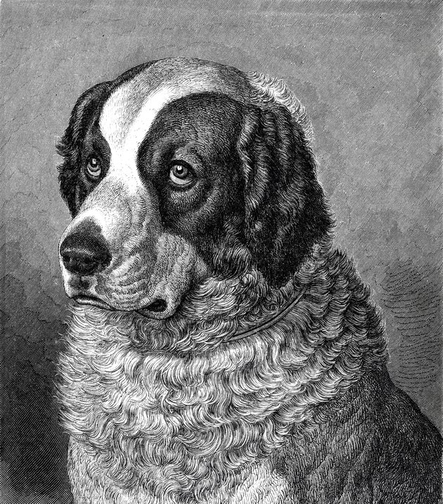 Leonberger dog
