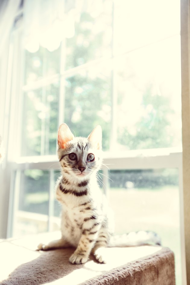 Injured Cat, Three Legged Cat, Kitten Looking At Camera, Animal Injury
