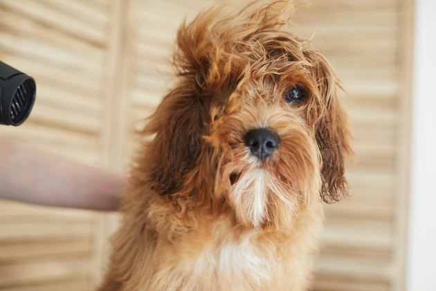 Woman grooming her pet dog