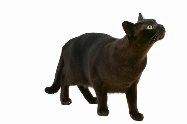 Close-up of a cat