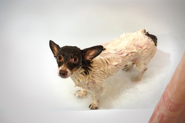 Portrait of the sad little dog in a bathroom. Bathing the dog in the apartment