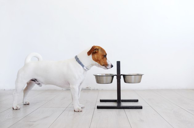 Small dog and his bowl of dog food. Pets indoors.
