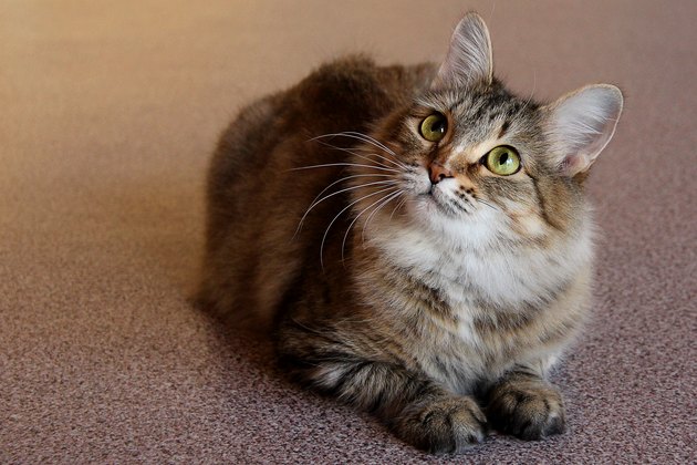Portrait of one cute cat sitting on the floor