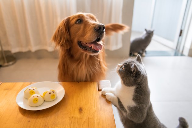 Golden retriever and cat looking at food on the table