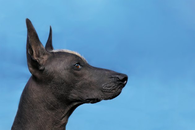 Profile portrait of adult Xoloitzcuintle dog (Mexican Hairless), male standard size. Beautiful dog with red mohawk on the head, harsh attentive look.