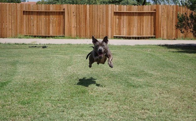 Athletic Blue Nose Pit Bull dog leaping through the air
