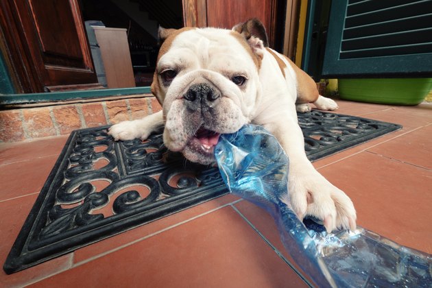 English Bulldog play bites a plastic bottle