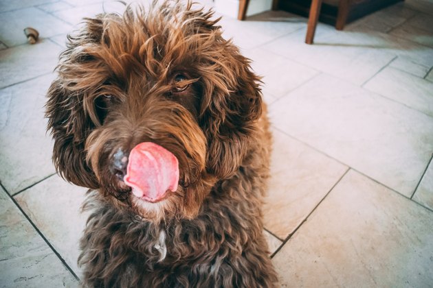 A portrait of a furry Spanish water dog indoors