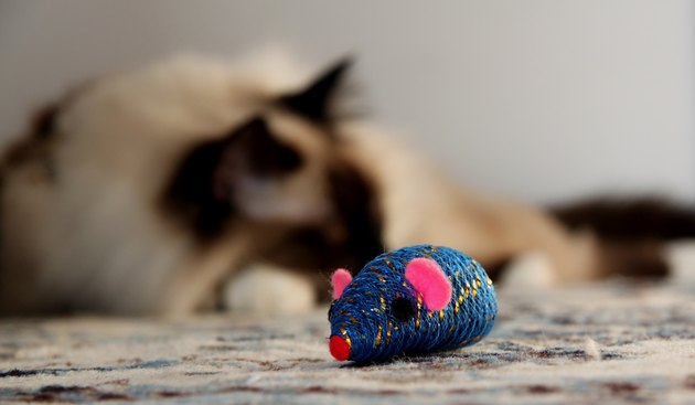 blue mouse