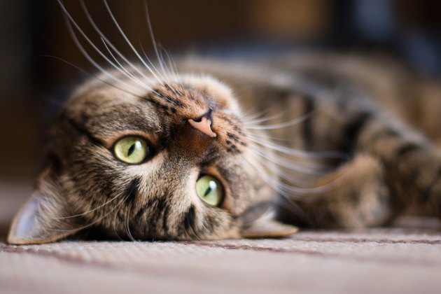 Playful kitty Cat