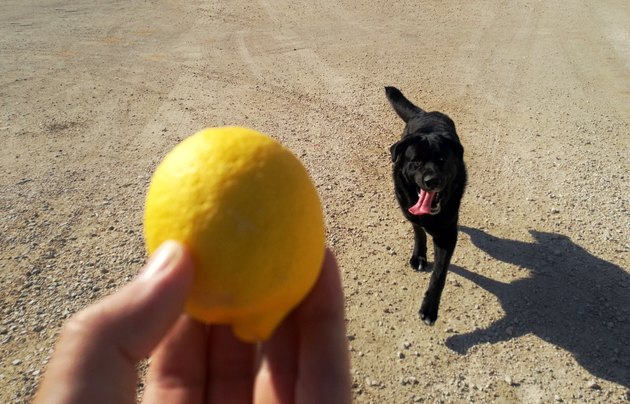 can-dogs-eat-lemon-cuteness