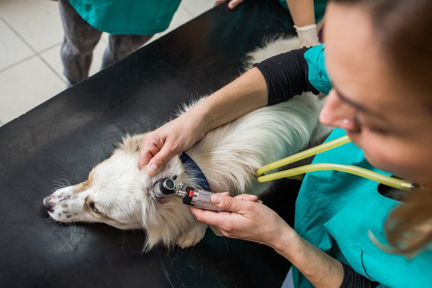 Above view of veterinarian examining dog's ear during medical exam at vet's office.